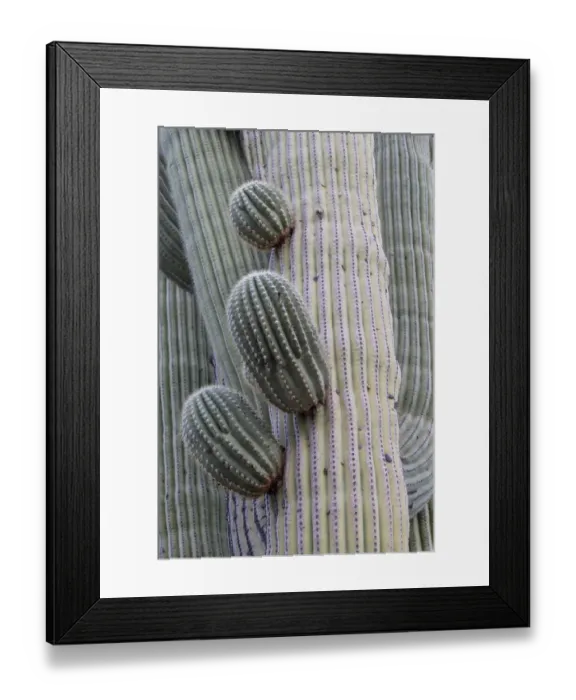 Framed Print : USA, Arizona, Catalina State Park, saguaro cactus, Carnegiea gigantea