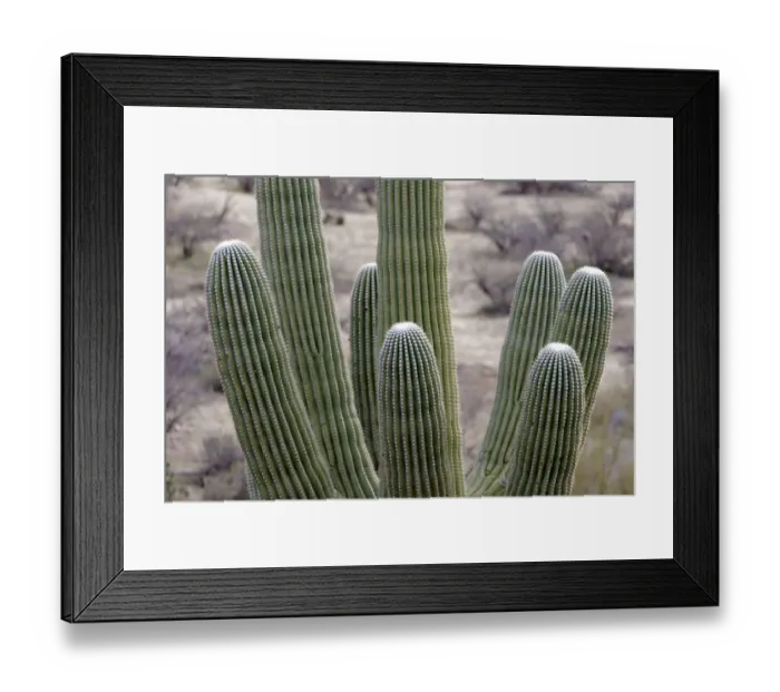 Framed Print : USA, Arizona, Catalina State Park, saguaro cactus, Carnegiea gigantea Framed Print : USA, Arizona, Catalina State Park, saguaro cactus, Carnegiea gigantea