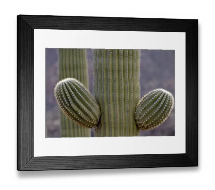 Framed Print : USA, Arizona, Catalina State Park, saguaro cactus, Carnegiea gigantea Framed Print : USA, Arizona, Catalina State Park, saguaro cactus, Carnegiea gigantea