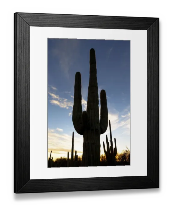Framed Print : USA, Arizona, Catalina State Park, saguaro cactus, Carnegiea gigantea