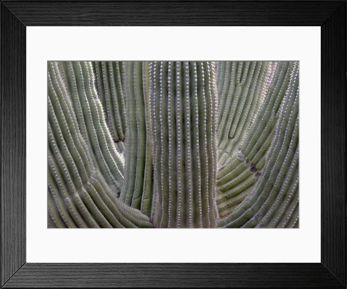 Framed Print : USA, Arizona, Catalina State Park, saguaro cactus, Carnegiea gigantea Framed Print : USA, Arizona, Catalina State Park, saguaro cactus, Carnegiea gigantea