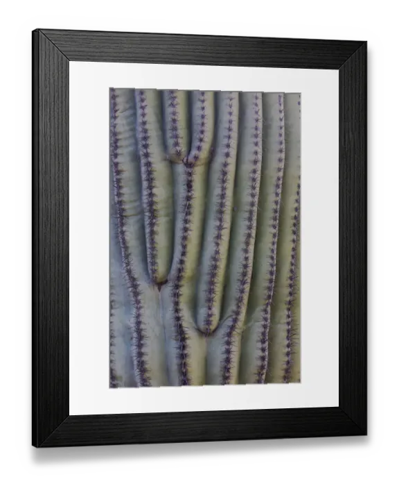 Framed Print : USA, Arizona, Catalina State Park, saguaro cactus, Carnegiea gigantea Framed Print : USA, Arizona, Catalina State Park, saguaro cactus, Carnegiea gigantea