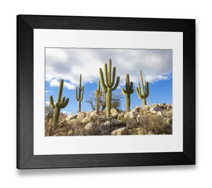 Framed Print : USA, Arizona, Catalina State Park, saguaro cactus, Carnegiea gigantea Framed Print : USA, Arizona, Catalina State Park, saguaro cactus, Carnegiea gigantea