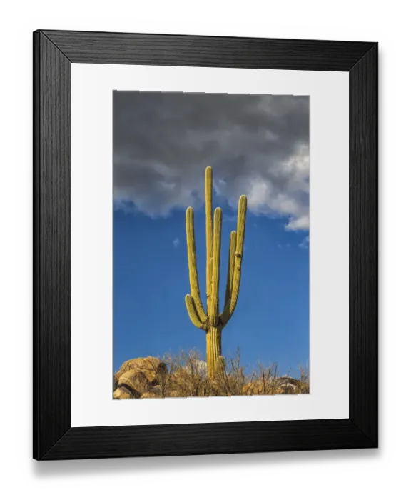 Framed Print : USA, Arizona, Catalina State Park, saguaro cactus, Carnegiea gigantea
