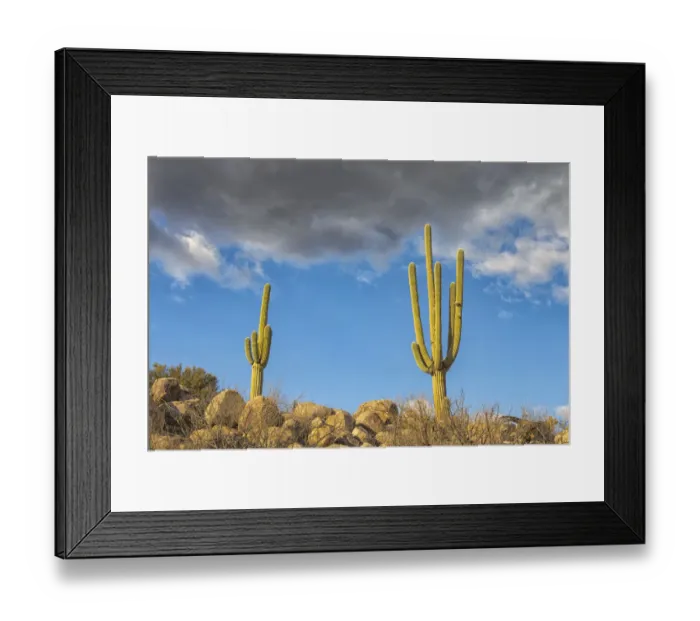 Framed Print : USA, Arizona, Catalina State Park, saguaro cactus, Carnegiea gigantea