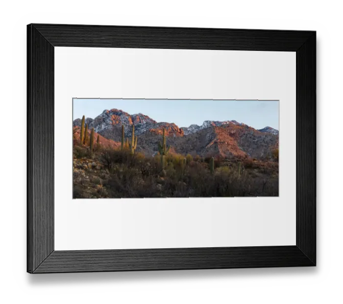 Framed Print : USA, Arizona, Catalina State Park, saguaro cactus, Carnegiea gigantea Framed Print : USA, Arizona, Catalina State Park, saguaro cactus, Carnegiea gigantea