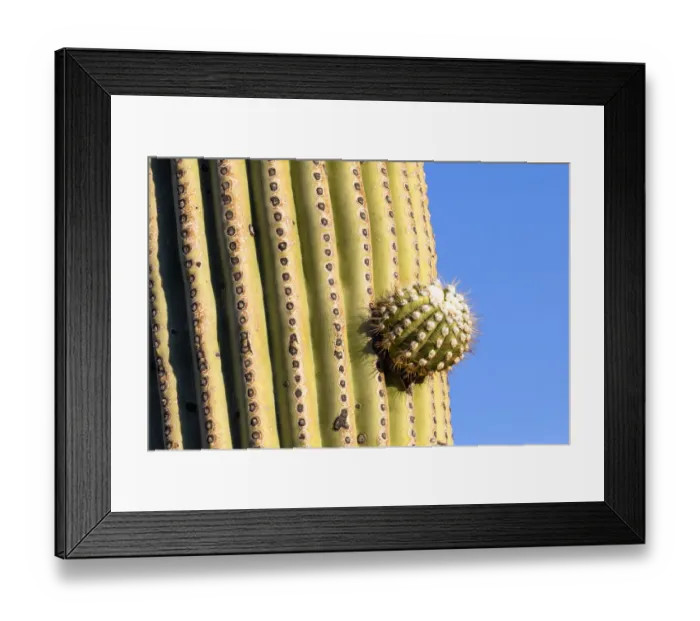 Framed Print : USA, Arizona, Catalina State Park, saguaro cactus, Carnegiea gigantea