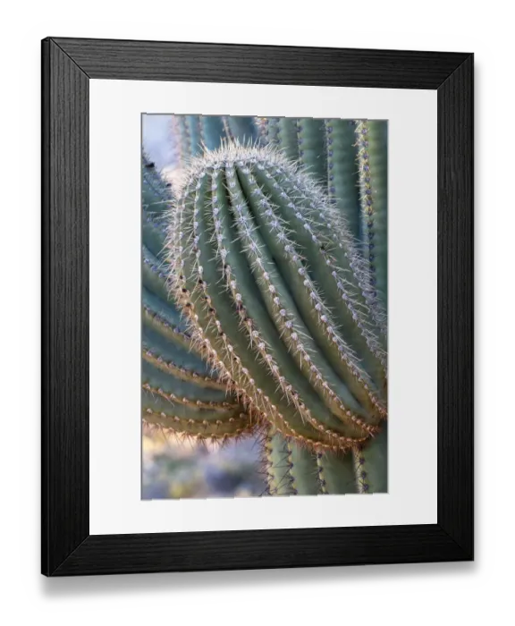 Framed Print : USA, Arizona, Catalina State Park, saguaro cactus, Carnegiea gigantea Framed Print : USA, Arizona, Catalina State Park, saguaro cactus, Carnegiea gigantea