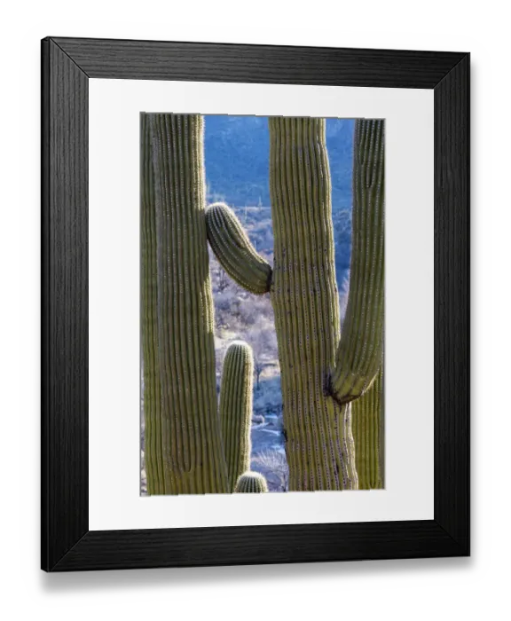 Framed Print : USA, Arizona, Catalina State Park, saguaro cactus, Carnegiea gigantea Framed Print : USA, Arizona, Catalina State Park, saguaro cactus, Carnegiea gigantea