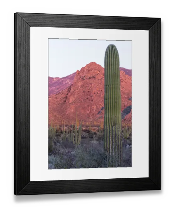 Framed Print : USA, Arizona, Catalina State Park, saguaro cactus, Carnegiea gigantea