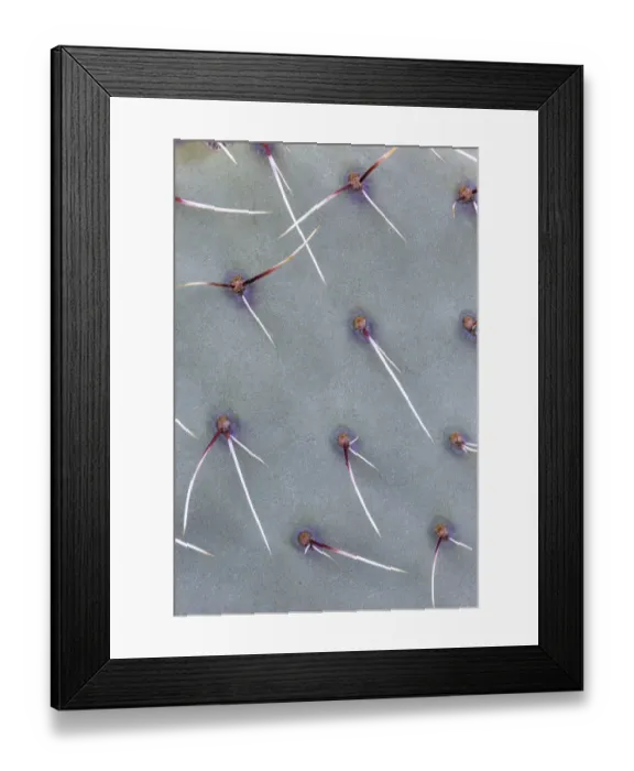 Framed Print : USA, Arizona, Catalina State Park, Engelmann prickly pear, Opuntia engelmannii Framed Print : USA, Arizona, Catalina State Park, Engelmann prickly pear, Opuntia engelmannii