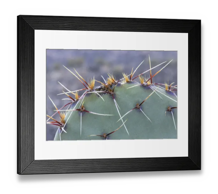 Framed Print : USA, Arizona, Catalina State Park, Engelmann prickly pear, Opuntia engelmannii