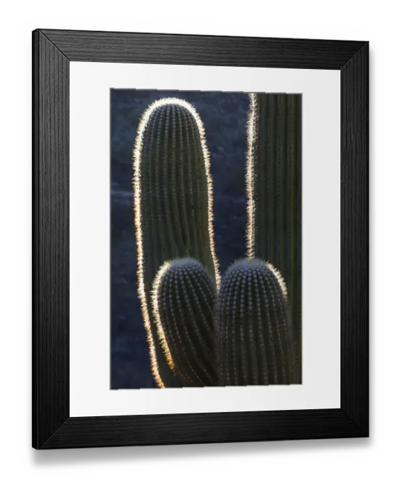 Framed Print : USA, Arizona, Catalina State Park, saguaro cactus, Carnegiea gigantea