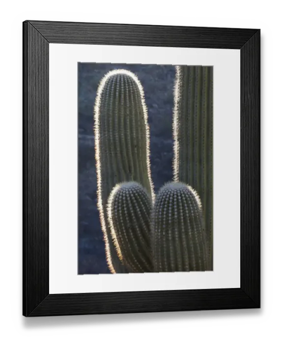Framed Print : USA, Arizona, Catalina State Park, saguaro cactus, Carnegiea gigantea