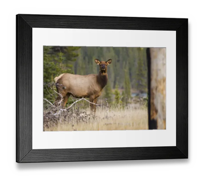 Framed Print : Rocky Mountain cow elk, old burn Framed Print : Rocky Mountain cow elk, old burn