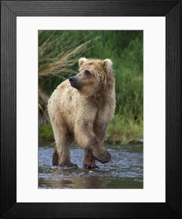 Framed Print : USA, Alaska, Katmai. Blonde grizzly bear in river