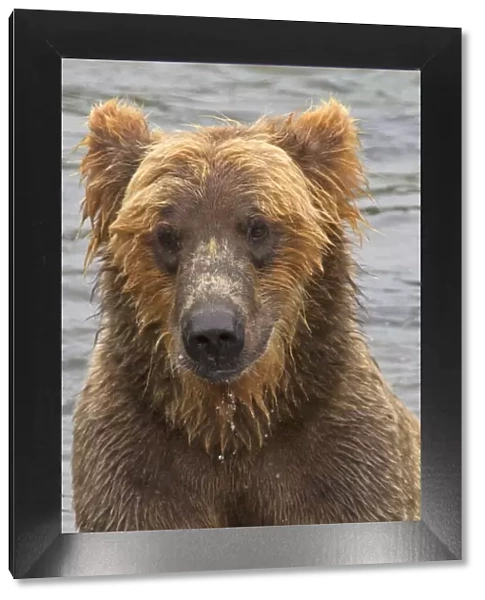 USA, Alaska, Katmai. Wet grizzly bear face