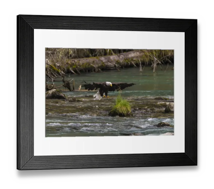 Framed Print : USA, Alaska. Bald Eagle feeding on the Chilkoot River near Haines, Alaska