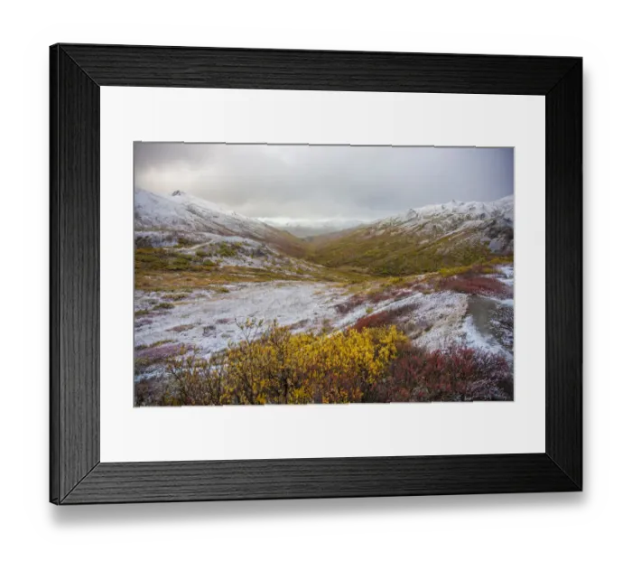 Framed Print : USA, Alaska. Fall colors in Denali National Park with snow dusting the landscape Framed Print : USA, Alaska. Fall colors in Denali National Park with snow dusting the landscape