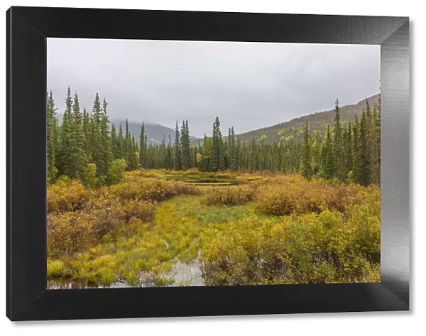USA, Alaska. Fall colors in the tundra on the Dalton Highway to Prudhoe Bay on the North