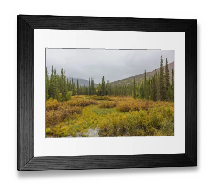 Framed Print : USA, Alaska. Fall colors in the tundra on the Dalton Highway to Prudhoe Bay on the North Framed Print : USA, Alaska. Fall colors in the tundra on the Dalton Highway to Prudhoe Bay on the North
