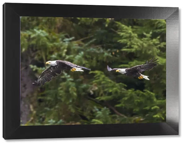 USA, Alaska. Multiple exposure of Bald Eagle feeding on the Chilkoot River near Haines