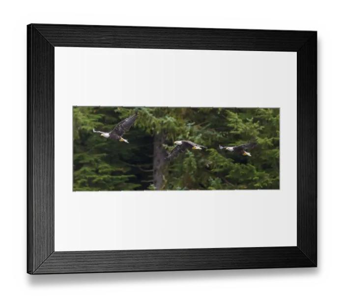 Framed Print : USA, Alaska. Multiple exposure of Bald Eagle feeding on the Chilkoot River near Haines Framed Print : USA, Alaska. Multiple exposure of Bald Eagle feeding on the Chilkoot River near Haines