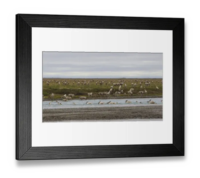 Framed Print : USA, Alaska. Caribou of the Porcupine Herd on the North Slope crossing the Sag River near Framed Print : USA, Alaska. Caribou of the Porcupine Herd on the North Slope crossing the Sag River near