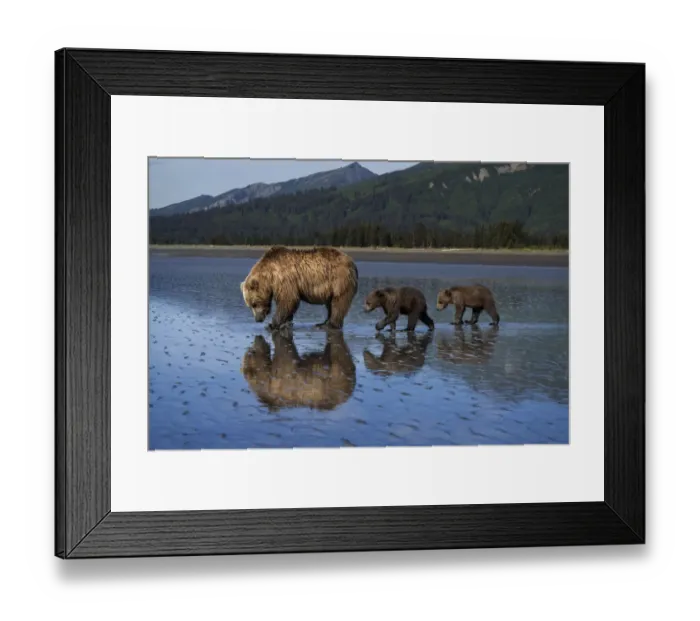 Framed Print : USA, Alaska, Lake Clark National Park. Grizzly bear sow with cubs searching for clams