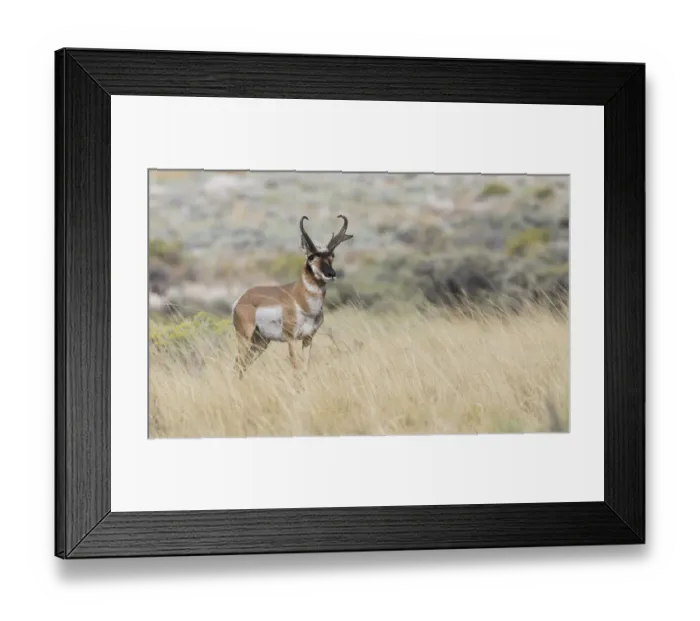 Framed Print : Pronghorn antelope buck Framed Print : Pronghorn antelope buck