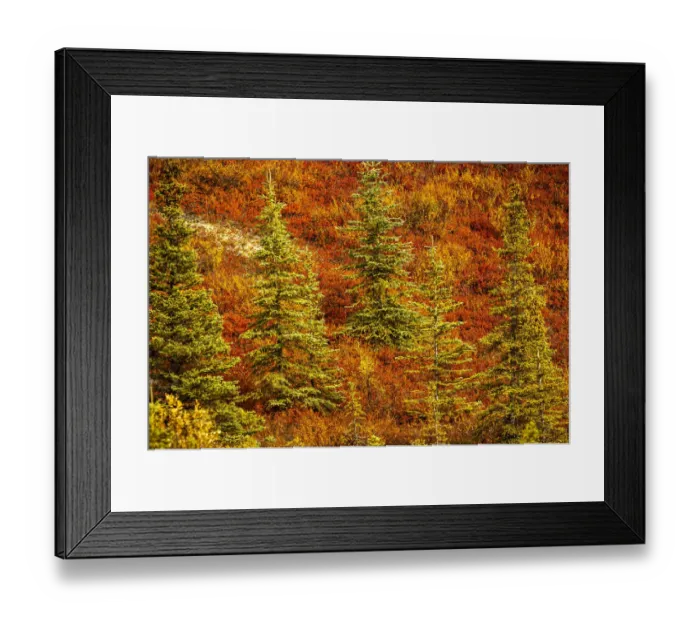 Framed Print : USA, Alaska, Autumn hillside Framed Print : USA, Alaska, Autumn hillside