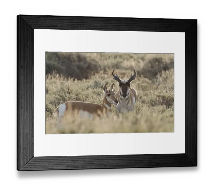 Framed Print : Pronghorn antelope pair Framed Print : Pronghorn antelope pair