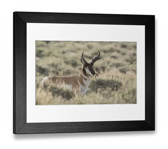 Framed Print : Pronghorn antelope buck Framed Print : Pronghorn antelope buck