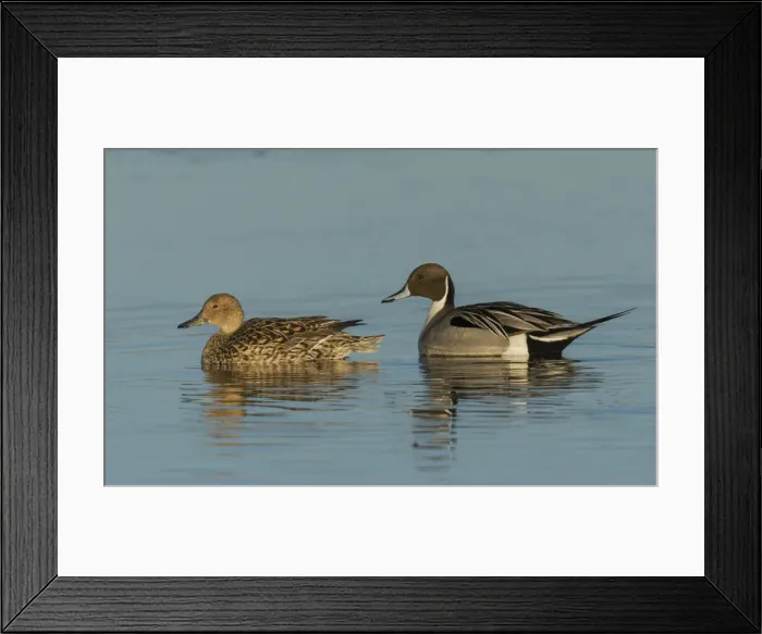 Framed Print : Northern pintail pair Framed Print : Northern pintail pair