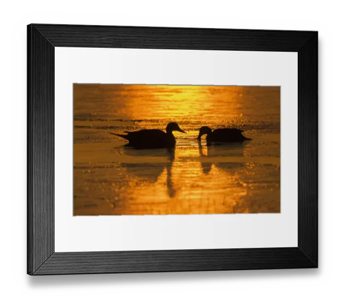 Framed Print : Northern pintail pair at dawn Framed Print : Northern pintail pair at dawn