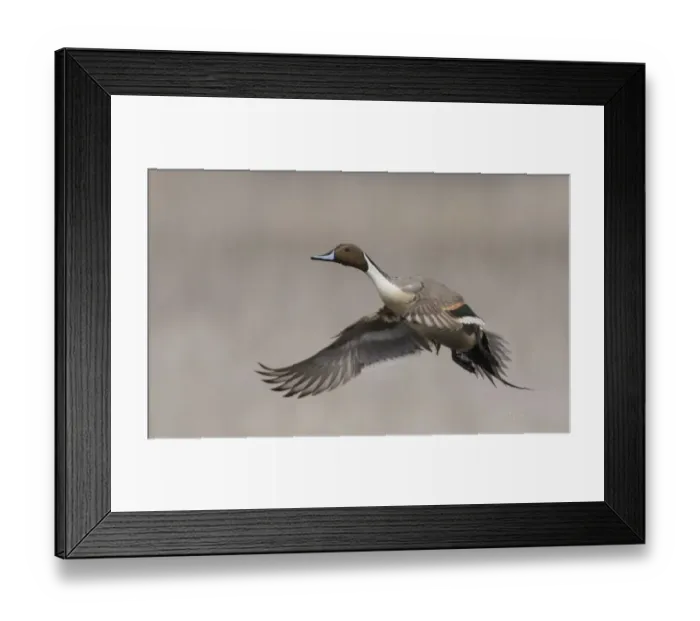 Framed Print : Northern pintail drake taking flight