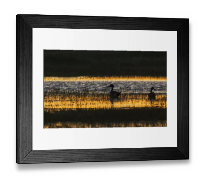 Framed Print : Northern pintail pair
