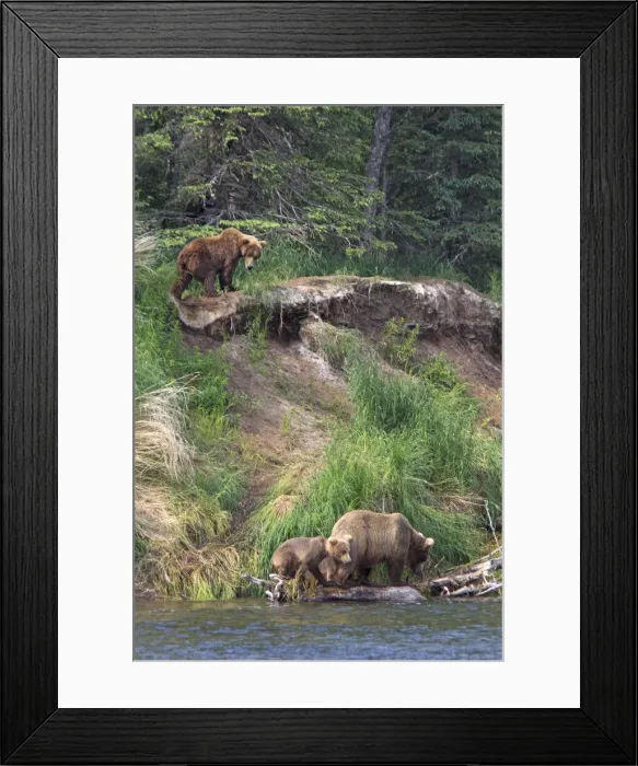 Framed Print : USA, Alaska, Katmai. Grizzly sow and first year cubs on riverbank