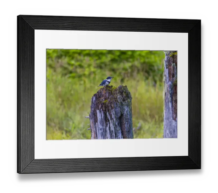 Framed Print : USA, Alaska. Belted Kingfisher on the Chilkoot River near Haines, Alaska