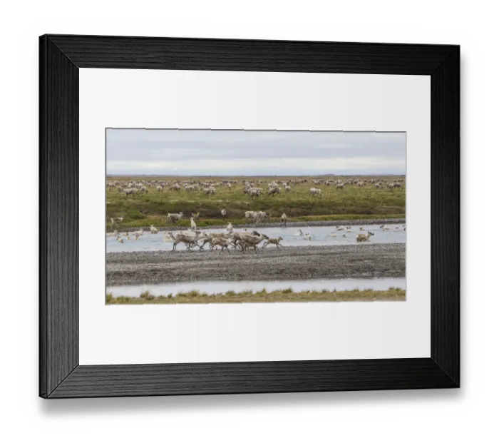 Framed Print : USA, Alaska. Caribou of the Porcupine Herd on the North Slope crossing the Sag River near Framed Print : USA, Alaska. Caribou of the Porcupine Herd on the North Slope crossing the Sag River near