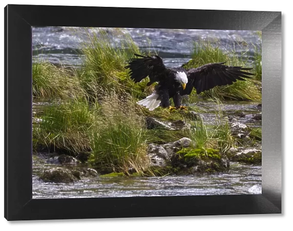 USA, Alaska. Bald Eagle feeding on salmon on the Chilkoot River near Haines, Alaska