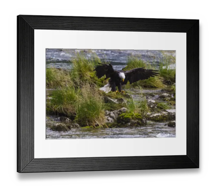 Framed Print : USA, Alaska. Bald Eagle feeding on salmon on the Chilkoot River near Haines, Alaska Framed Print : USA, Alaska. Bald Eagle feeding on salmon on the Chilkoot River near Haines, Alaska