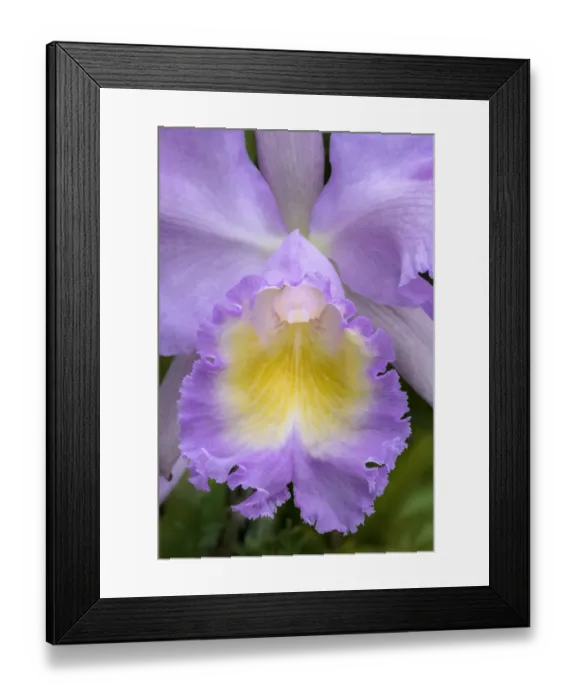 Framed Print : Cattleya orchid
