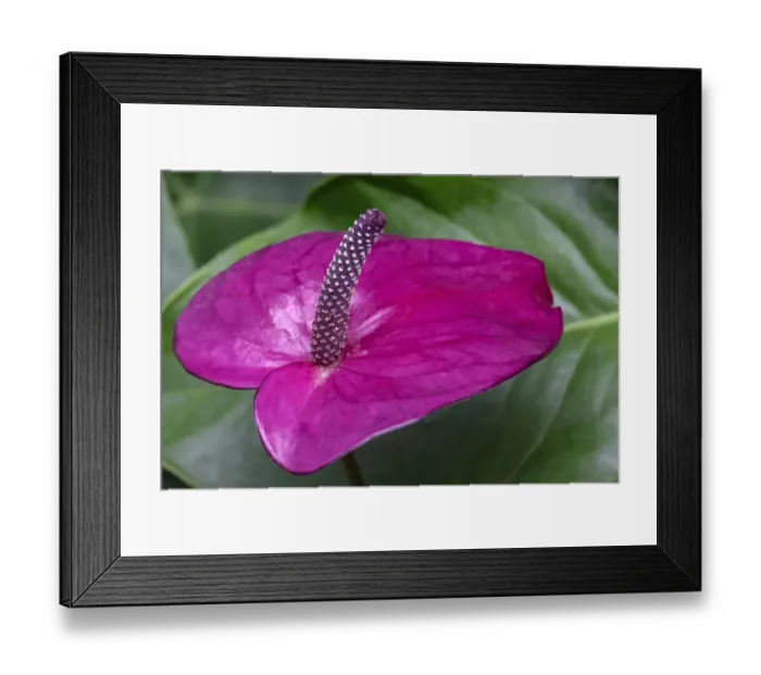 Framed Print : Anthurium spathe and spadix