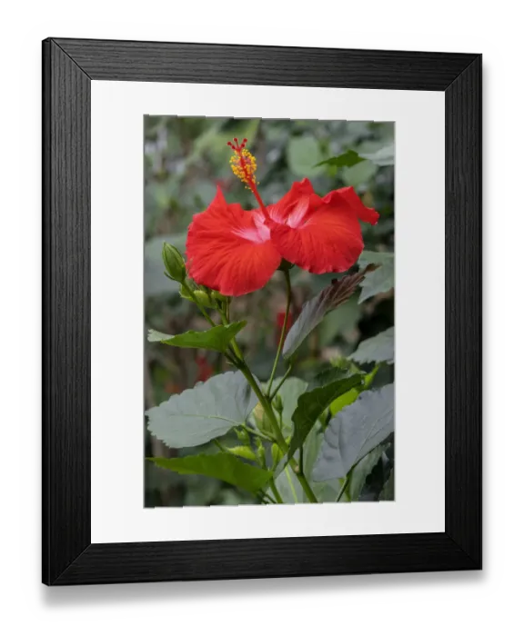 Framed Print : Chinese Hibiscus Framed Print : Chinese Hibiscus