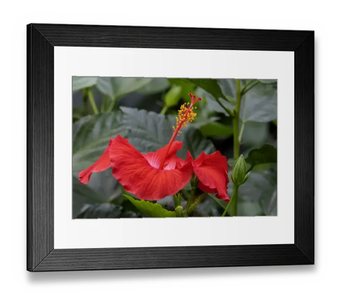 Framed Print : Chinese Hibiscus