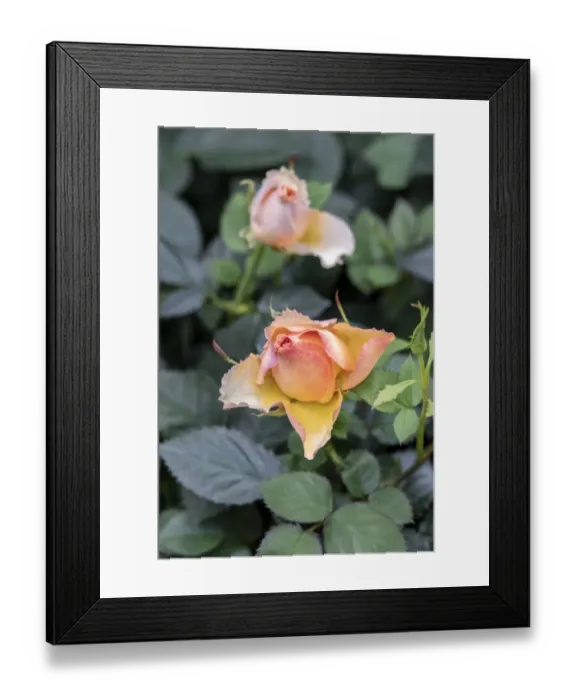 Framed Print : Yellow rose Framed Print : Yellow rose
