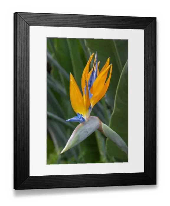 Framed Print : Bird of Paradise Framed Print : Bird of Paradise
