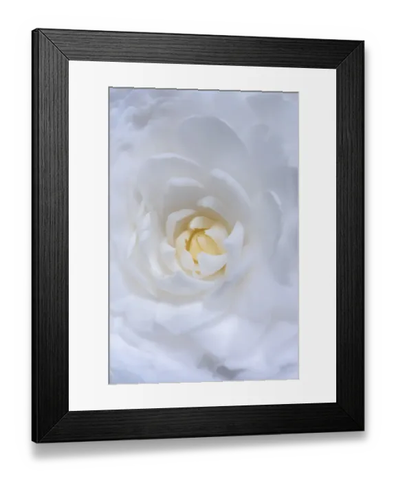 Framed Print : Dreamy Camellia