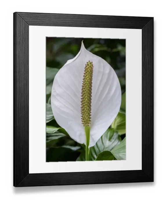 Framed Print : Peace Lily Framed Print : Peace Lily